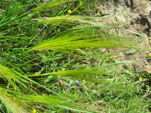 Stipa capensis (=Stipellula capensis) / Lino delle fate annuale